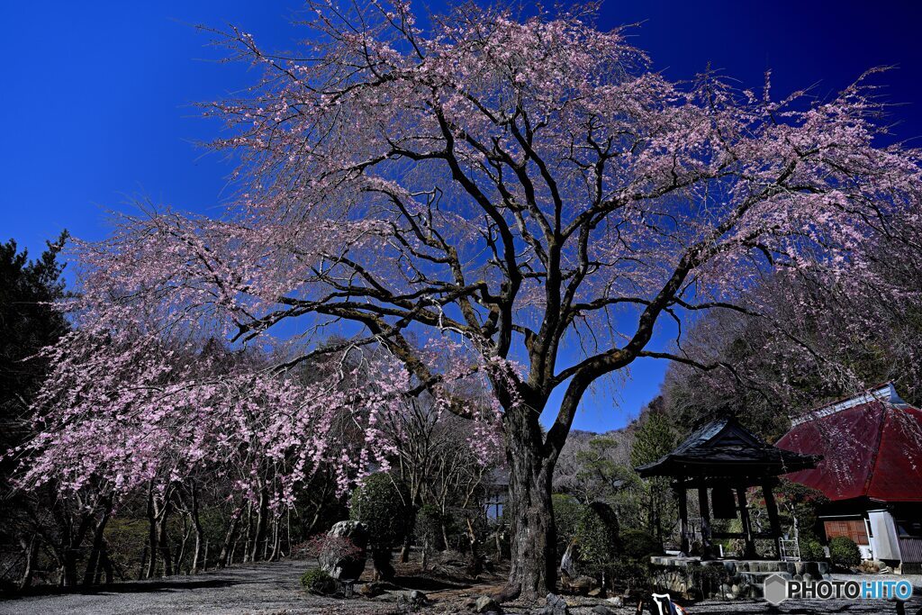 快晴にそよぐ枝垂れ桜