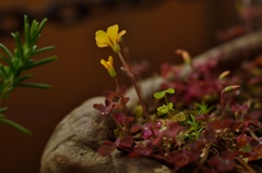 鉢の片隅にも春が！