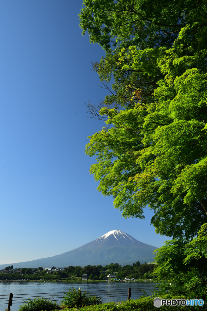 初夏の茂み