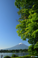 初夏の茂み