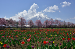 富士に桜と。。。