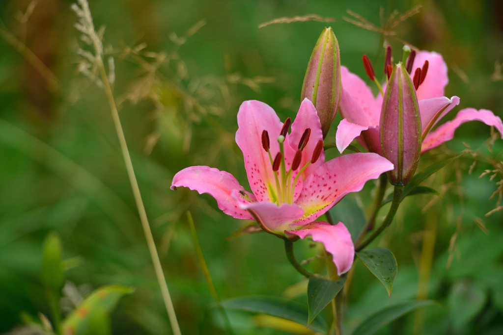 ”高原に咲くゆり（3）”
