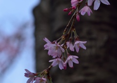 ～しだれ桜～