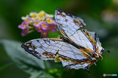 蝶の標本Ⅱ