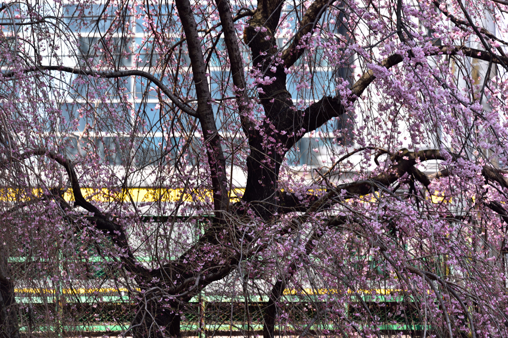 街中の枝垂桜