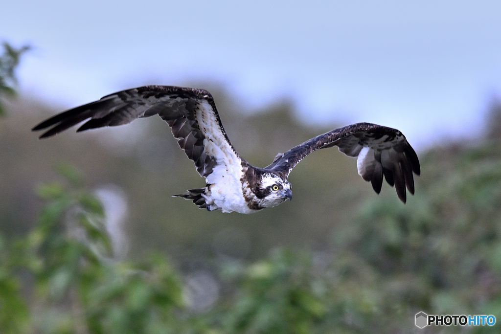 山あい飛翔のミサゴ