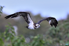山あい飛翔のミサゴ
