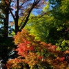 ”高尾山薬王院の紅葉Ⅱ”