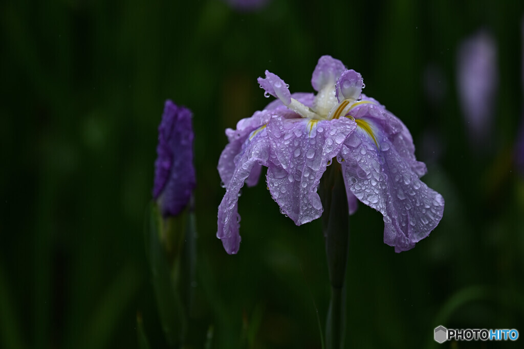 梅雨を纏った花菖蒲