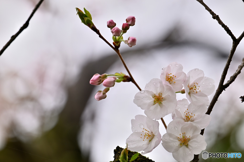 一瞬の華やぎだった！