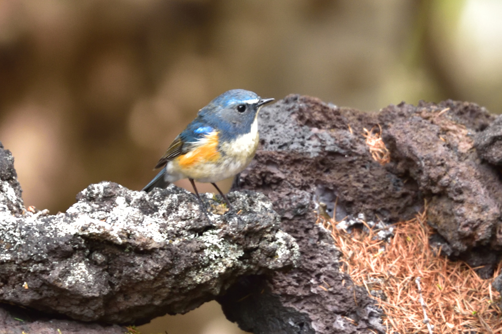 溶岩に佇む　”富士野鳥”