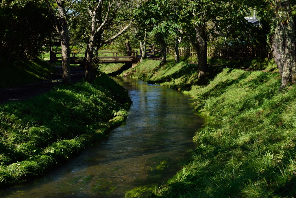 ”忍野八海～水草”