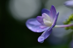”潤う紫陽花”