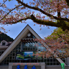 高尾は葉桜にⅡ
