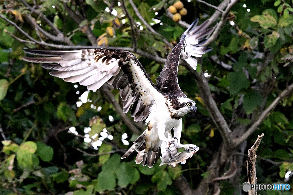 アユを捕らえ着枝