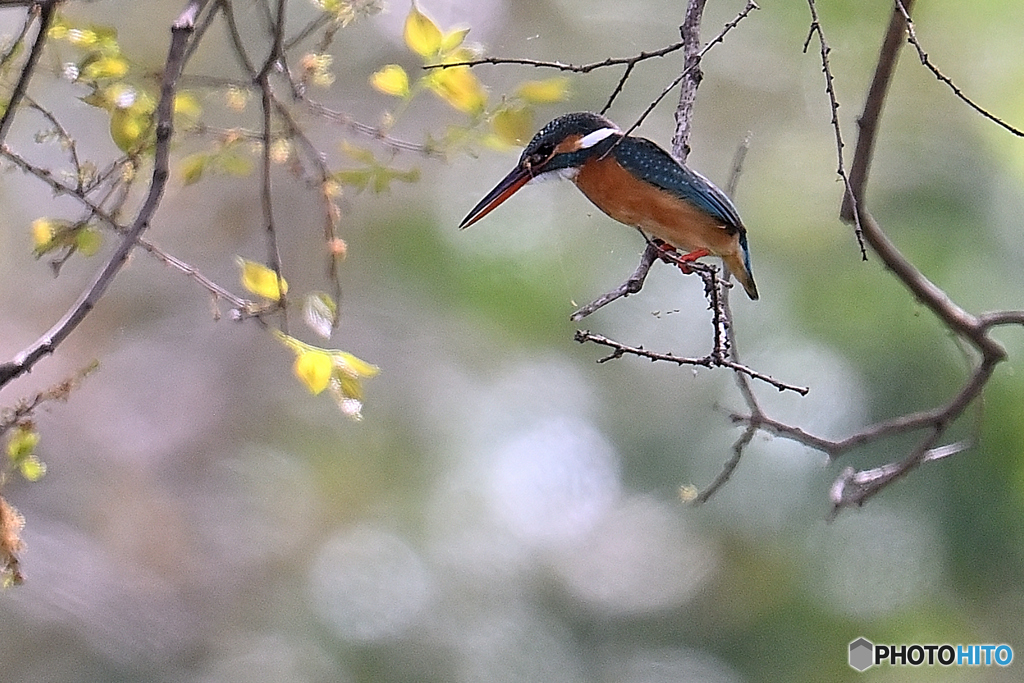 高枝から魚を狙う