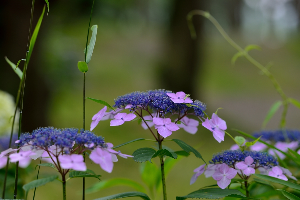 ”紫陽花仲間”