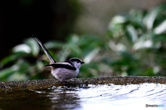 水盤のエナガ