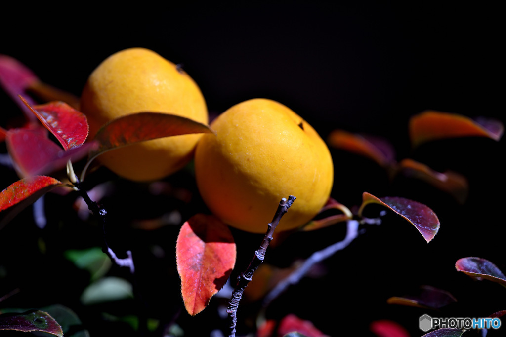 秋の陽ざしに映えるカリン　