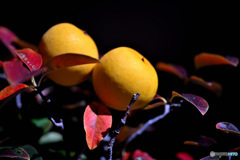 秋の陽ざしに映えるカリン　