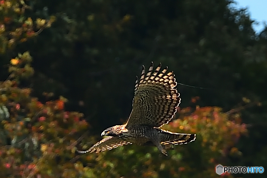 紅葉狩りかな。。