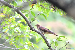 横縞模様の筒鳥Ⅱ
