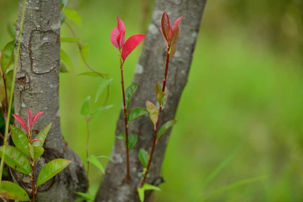 ”この木何の樹（2）”