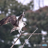 収穫ゼロで戻る