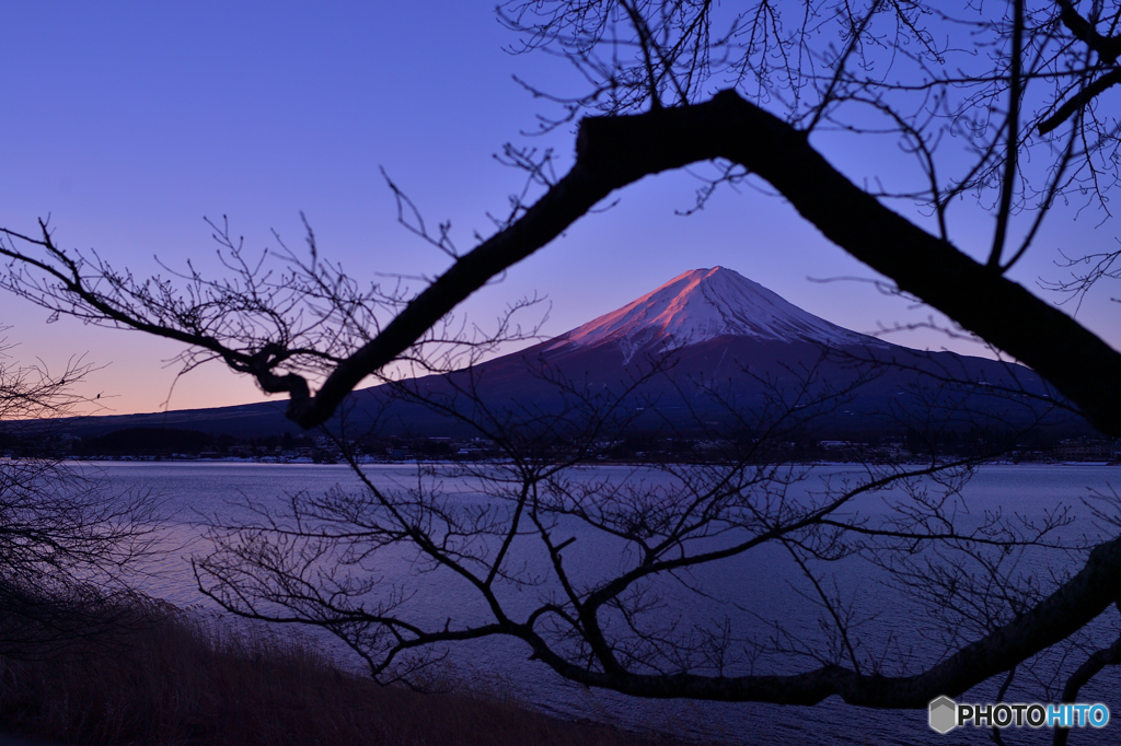 桜の額装