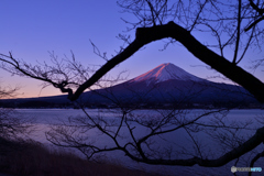 桜の額装