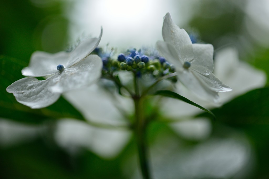 ～水を得た紫陽花（2）～