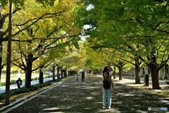 銀杏並木と昭和記念公園