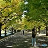 銀杏並木と昭和記念公園