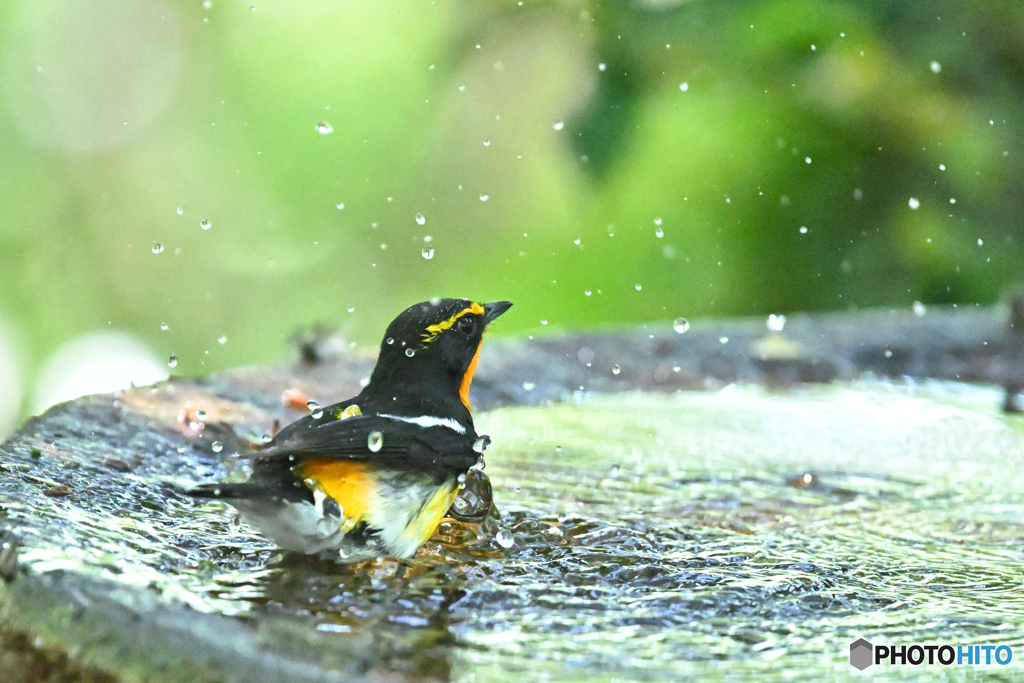 今季の初見は水浴