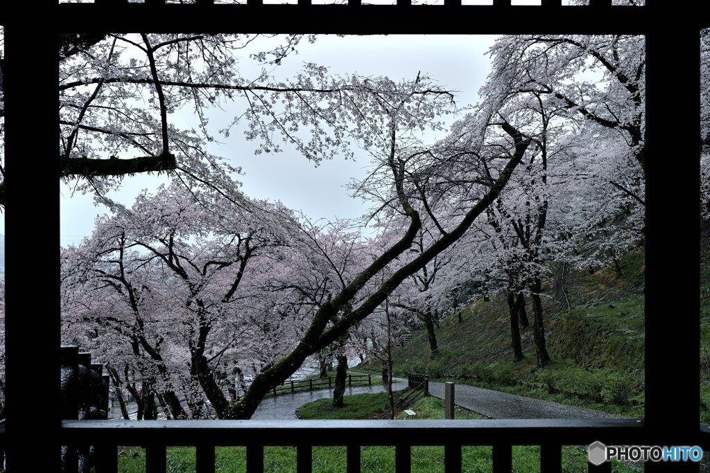 雨宿りに桜の額縁