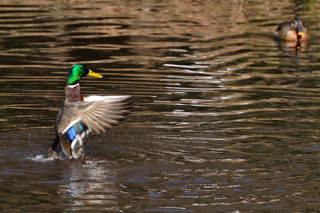 オーイ！来いよ~