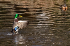 オーイ！来いよ~