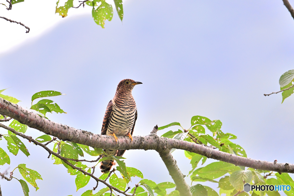 横縞模様の筒鳥