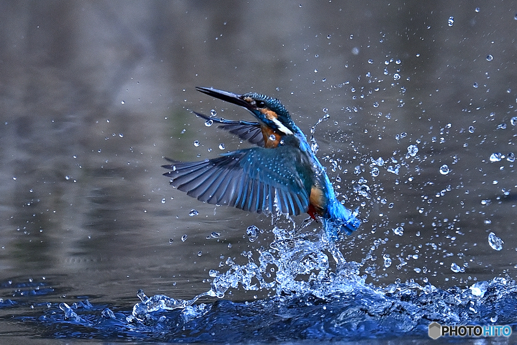 翡翠の水浴び