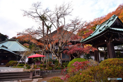 晩秋の海蔵寺