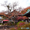 晩秋の海蔵寺