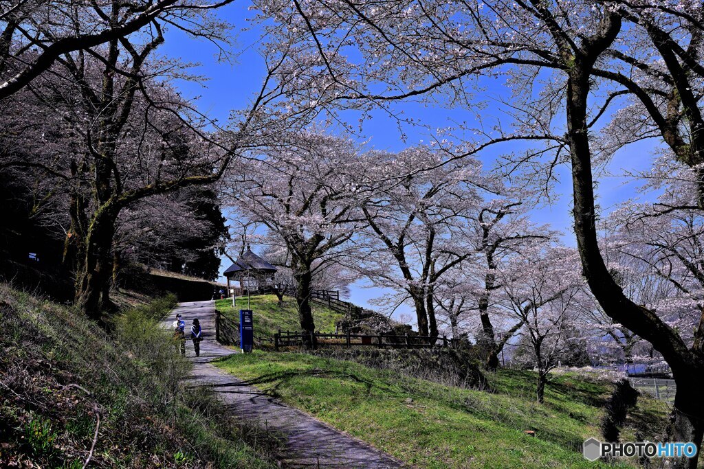 桜咲く城址公園