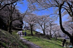 桜咲く城址公園