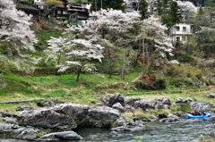 渓谷沿いの桜Ⅱ