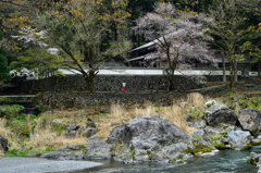 渓谷沿いの桜