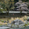 渓谷沿いの桜