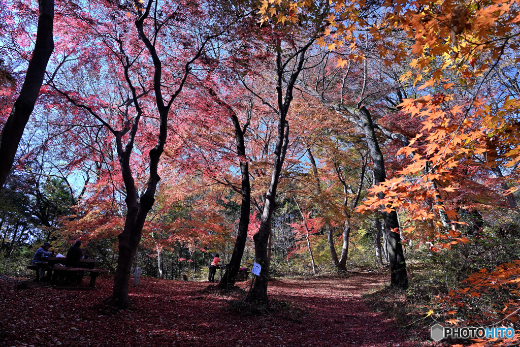 爽やかな紅の散策道Ⅱ
