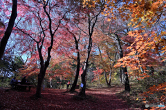 爽やかな紅の散策道Ⅱ