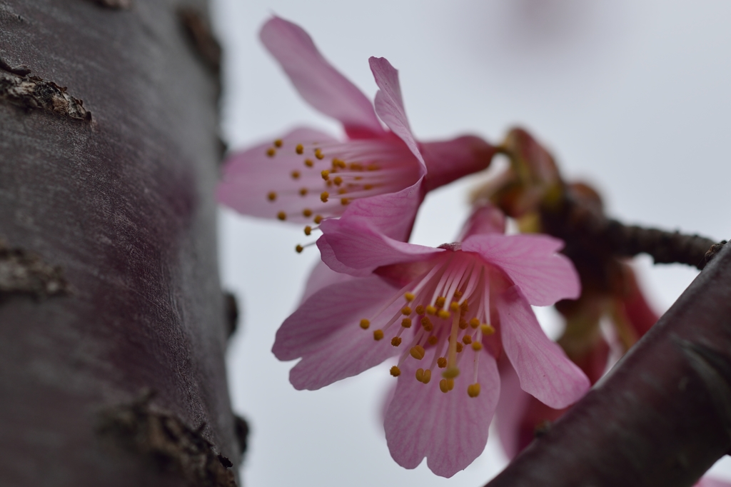 ”オカメザクラの桜皮”