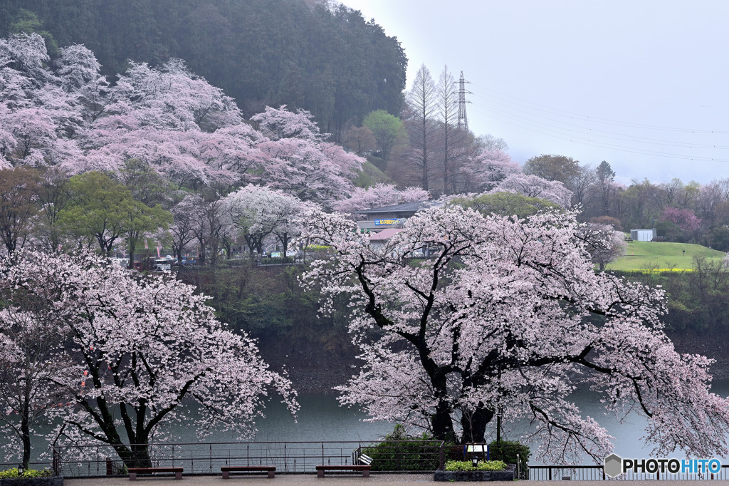 雨に潤う湖畔の桜